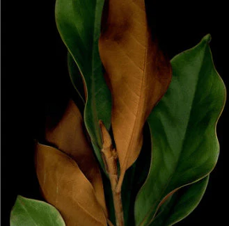 Black Pumpkin & Mystic Leaves - Image 3