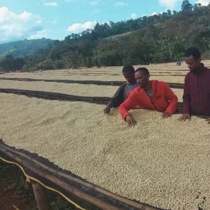 Ethiopia Guji: Benti Neka - Image 2