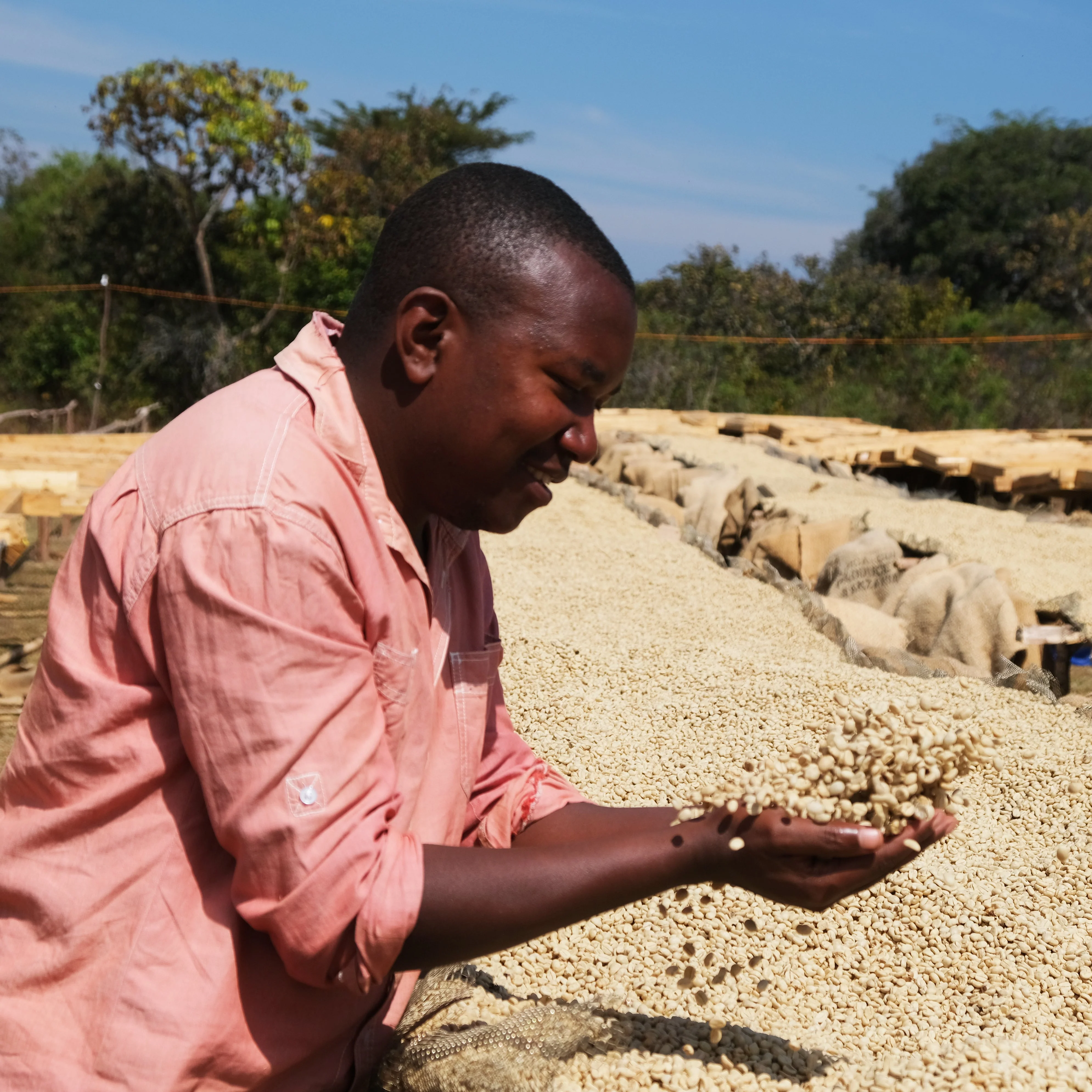Ethiopia Harrar - Image 4