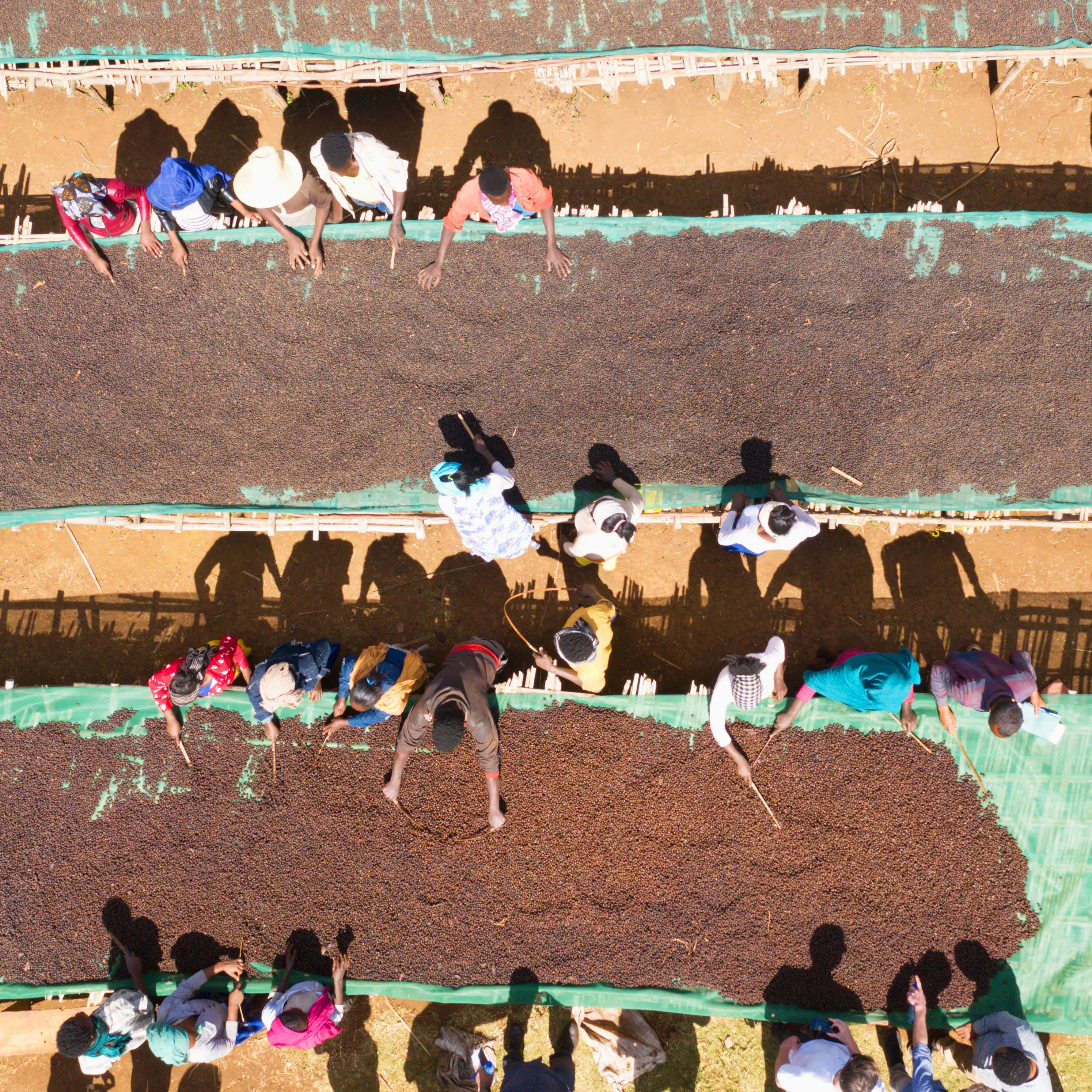 Ethiopian Sidamo - Image 4