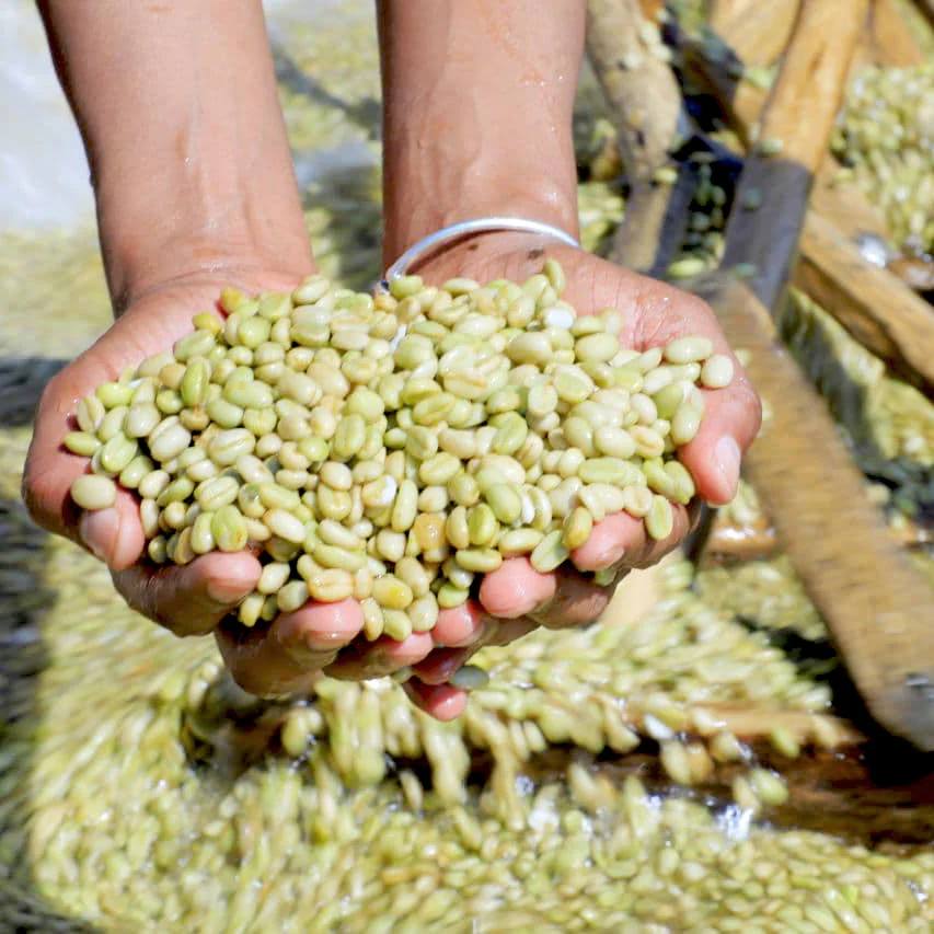 Ethiopian Yirgacheffe - Image 4
