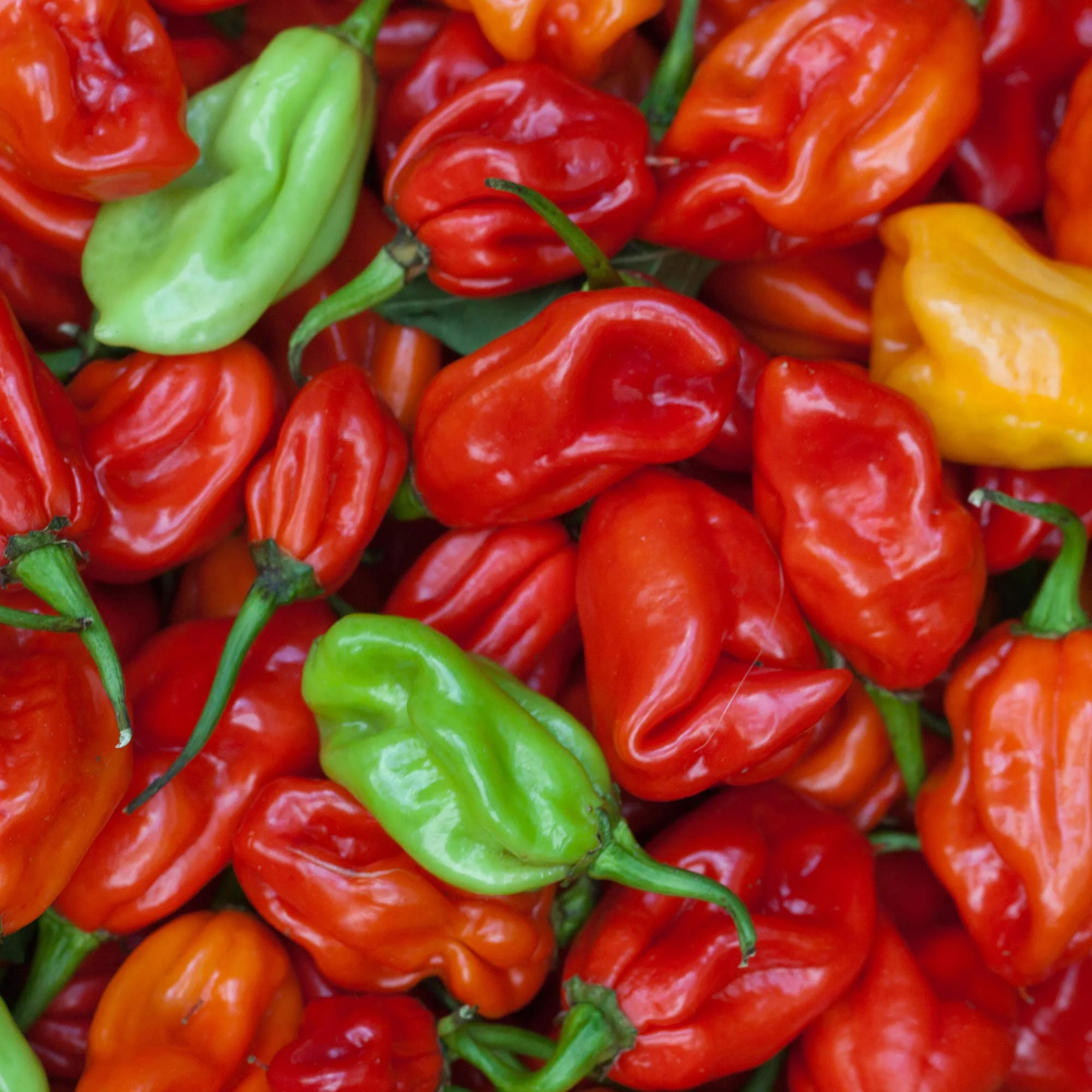 Ghost Pepper Salt (Naga Jolokia) – XXX Extra Hot - Image 14