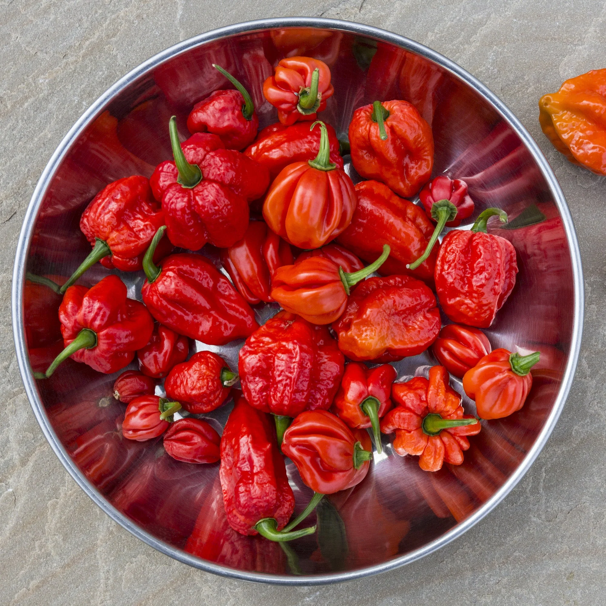 Scorpion Chile Powder - Image 7