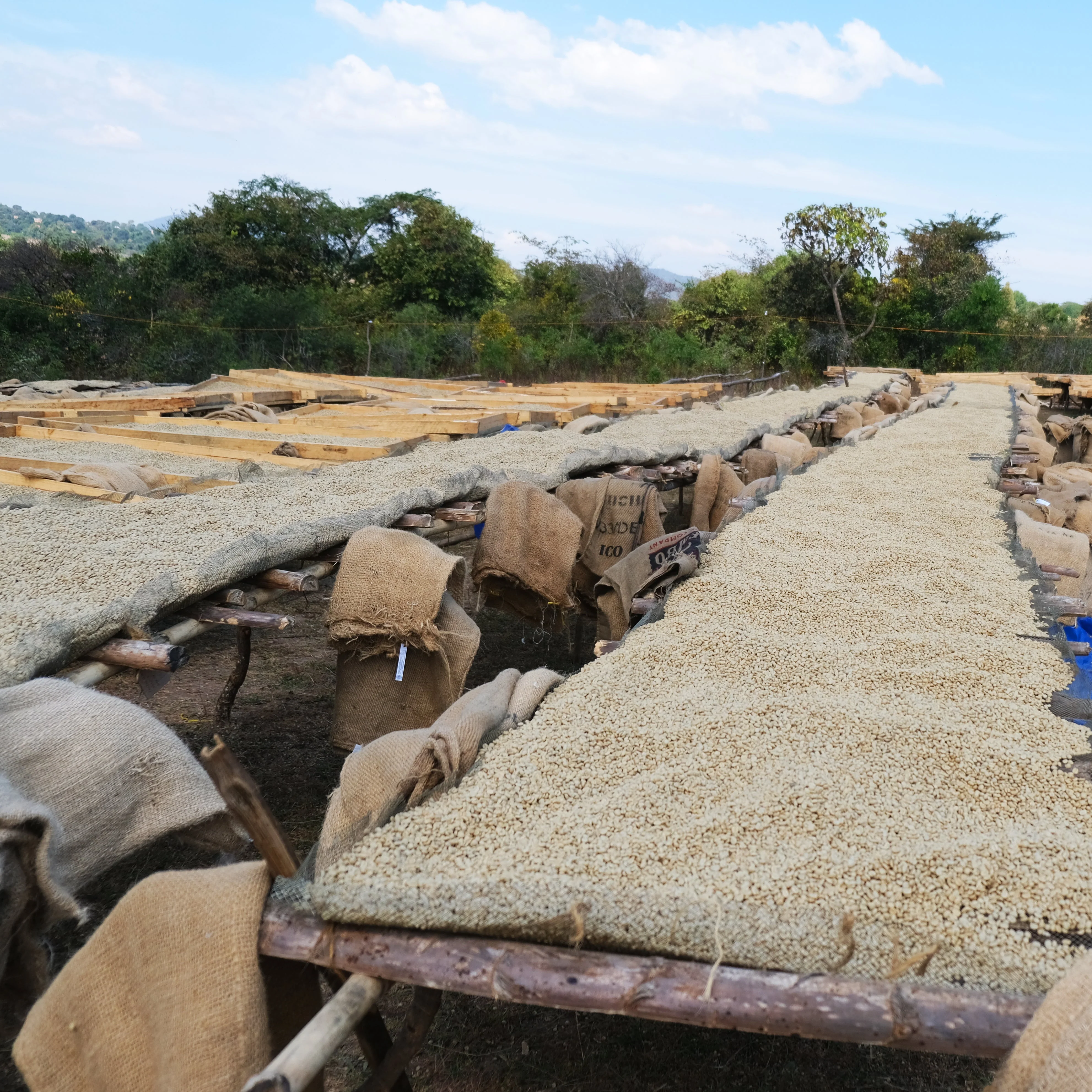 Sumatra Gayo - Image 4