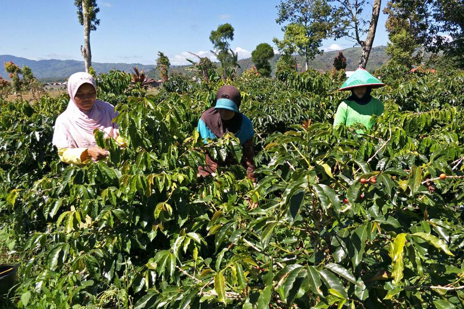 Sumatra Gayo Organic