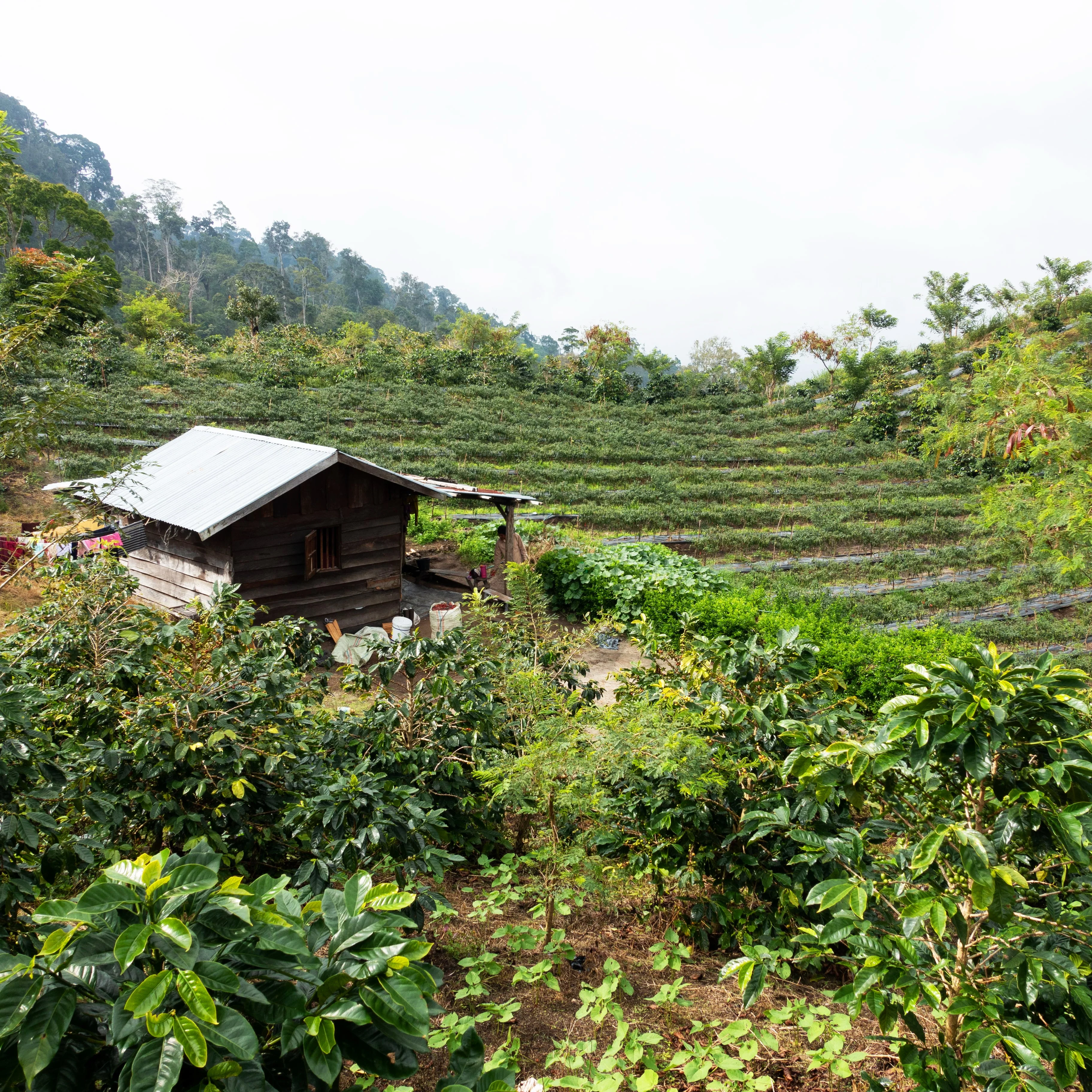 Sumatra Mandheling - Image 4