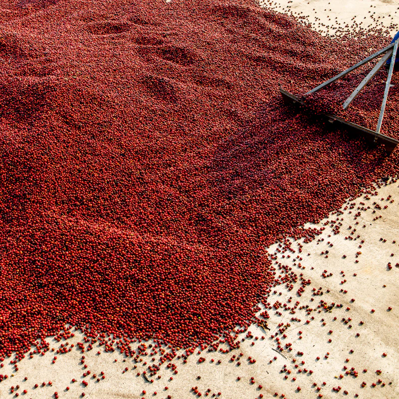 Tanzanian Peaberry - Image 5